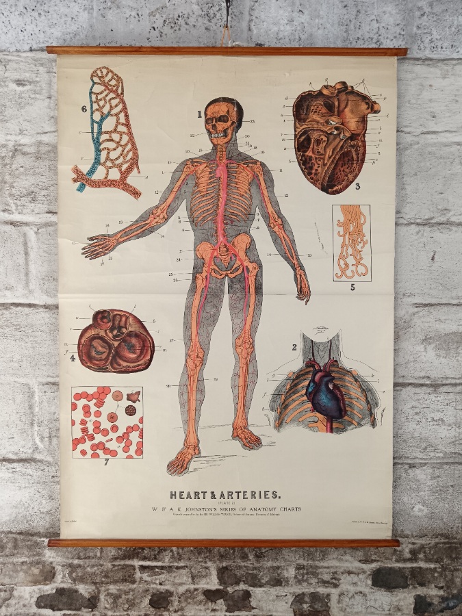 Heart and Arteries Poster (1).jpg