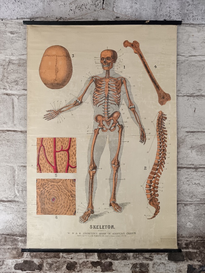 Skeleton antique Poster (1).jpg