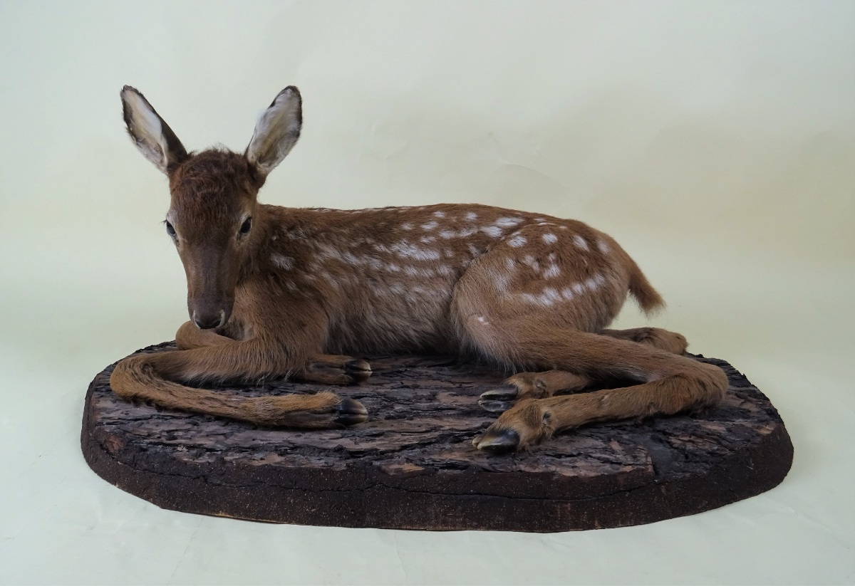 Fallow Deer Taxidermy