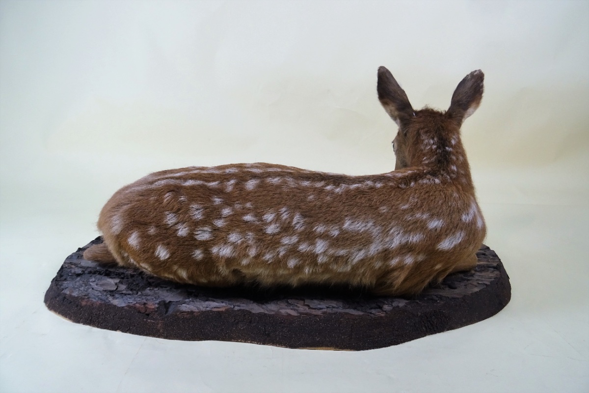 Fallow Deer Taxidermy