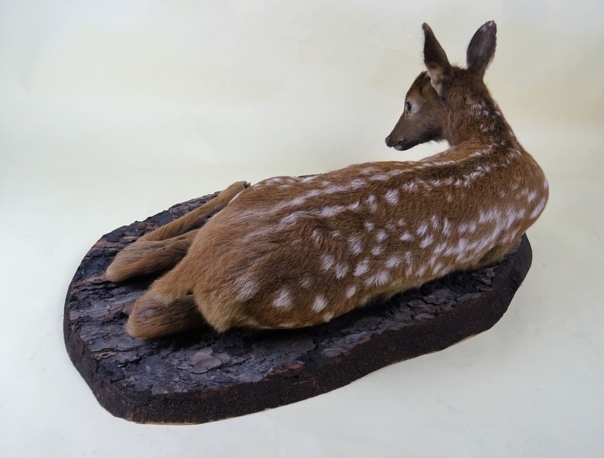 Fallow Deer Taxidermy